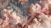 An abstract image of intricate biological textures