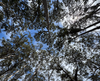 A photo of trees taken in the Bonarup Forest, Western Australia.