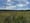 A photo of the prairie at the University of Wisconsin-Madison Arboretum