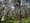 Photo of Karri trees in Leeuwin-Naturaliste National Park in Western Australia